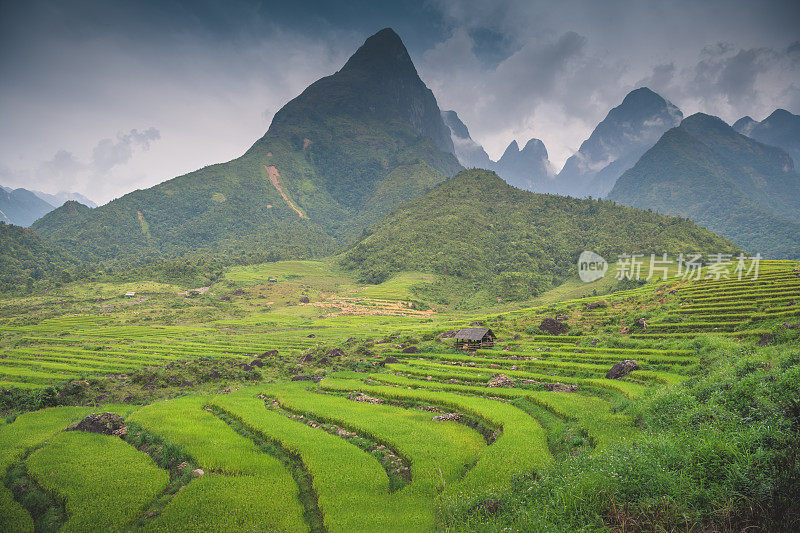 绿色的自然稻田梯田在雨季在木仓寨，Yen Bai, famsu旅游景点越南。越南西北部准备移植的稻田